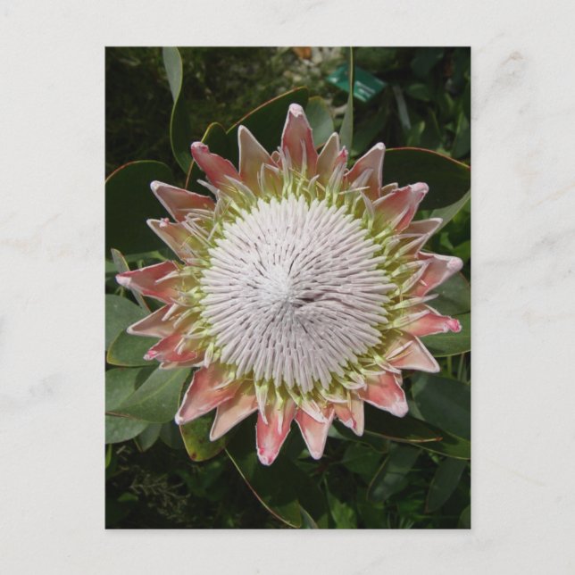 Carte Postale Fleur de Protea géante. (Devant)