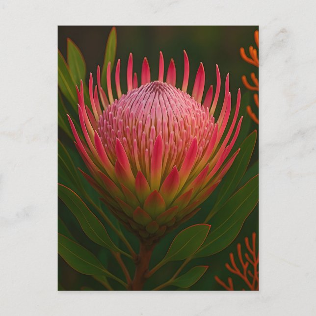 Carte Postale Fleur de Protéa Rose Fleur Exotique en Fleurs (Devant)