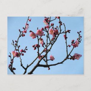 Carte Postale Fleur de prune : Japon