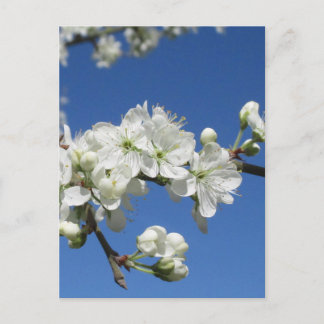 Carte Postale Fleur de prunier de Damas