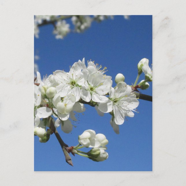Carte Postale Fleur de prunier de Damas (Devant)