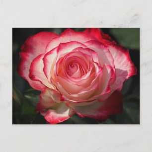 Carte Postale Fleur de rose