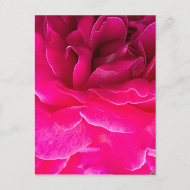 Carte Postale Fleur de rose (Devant)