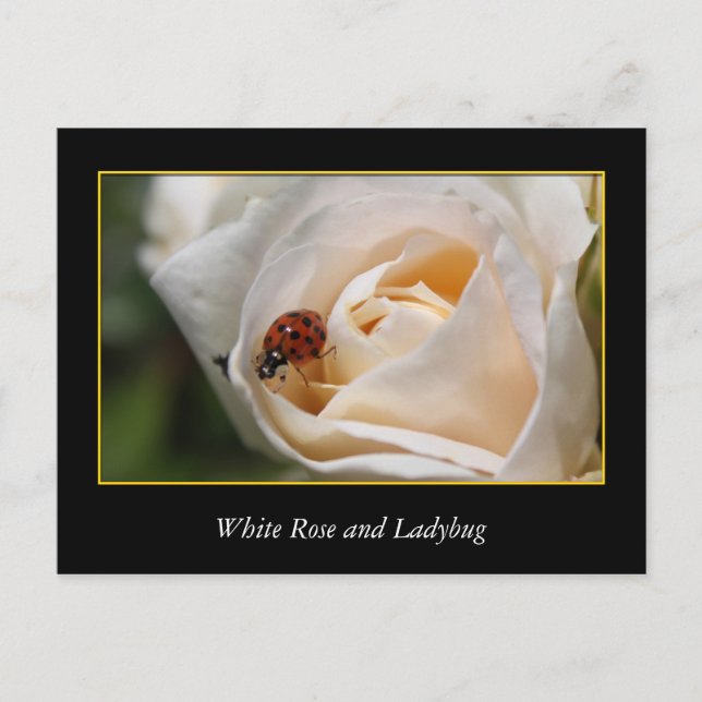 Carte Postale fleur de rose blanche et coccinelle rouge. (Devant)