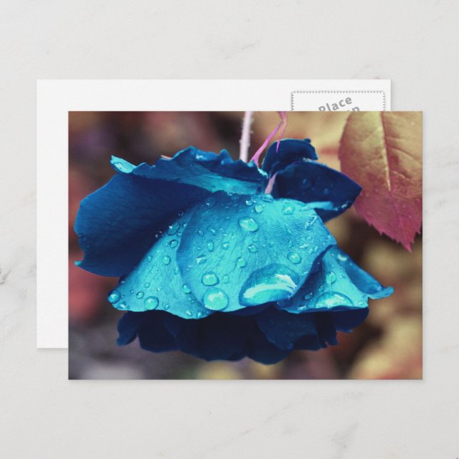 Carte Postale Fleur de Rose Bleue Personnalisée (Devant / Derrière)