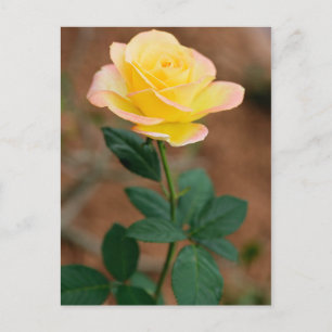 Carte Postale Fleur de rose jaune Fleurs florales Roses