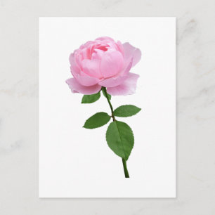 Carte Postale Fleur de rose rose élégante 