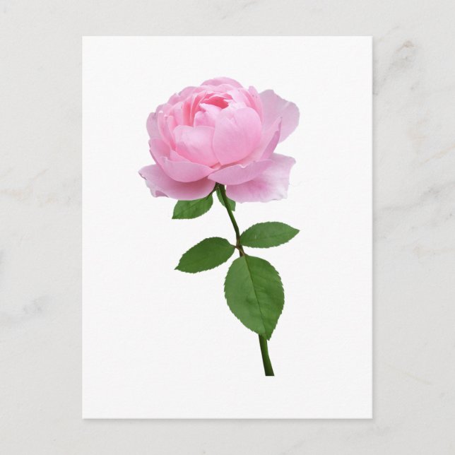 Carte Postale Fleur de rose rose élégante  (Devant)