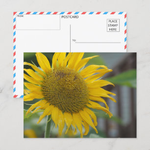 Carte Postale Fleur de soleil d'été vibrante
