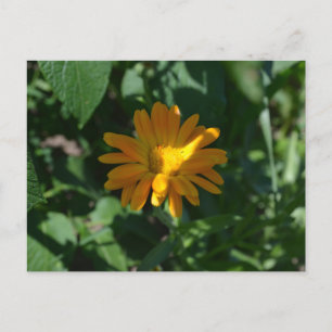 Carte Postale Fleur de Souci Orange (Calendula officinalis)