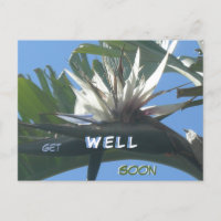 Carte postale Fleur de Strelitzia blanche pour un 