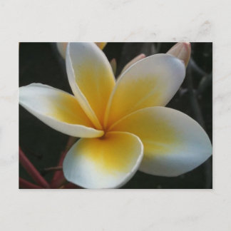 Carte Postale fleur de thaïlande