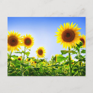 Carte Postale Fleur de tournesol Florale Jaune Bleu