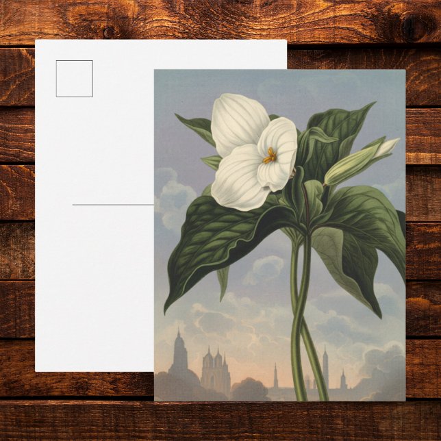 Carte Postale Fleur de Trillium Blanc dans le style du Temple de (Créateur téléchargé)