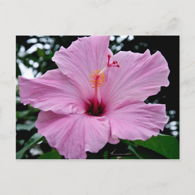 Carte Postale Fleur de trompette exotique (Devant)