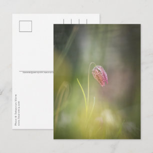 Carte Postale Fleur d'échecs Photo de la nature