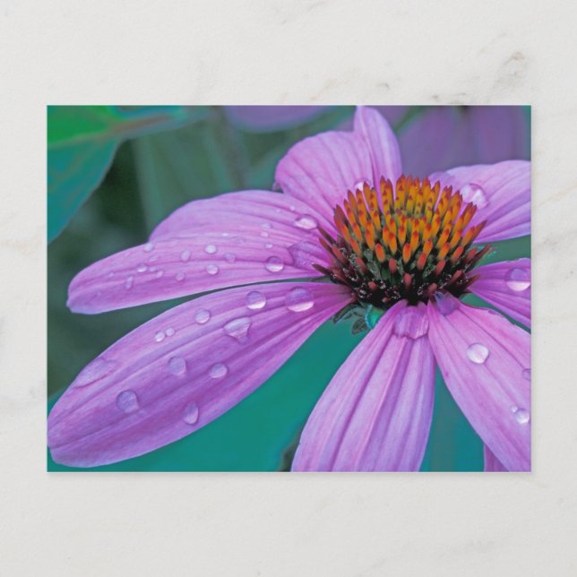 Carte Postale fleur d'Echinacea pourpre avec gouttes d'eau (Devant)