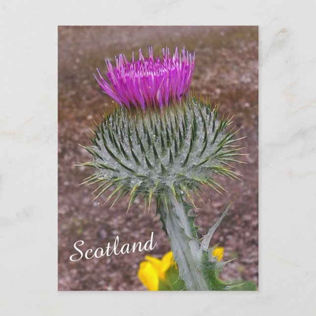 Carte Postale Fleur d'Ecosse, le chardon (Devant)