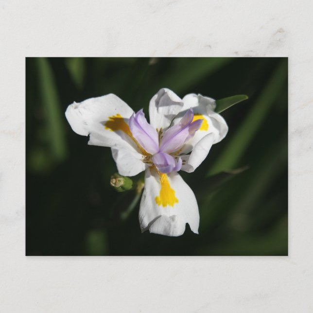 Carte Postale fleur délicate (Devant)