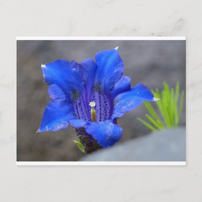 Carte Postale Fleur d'Enzan bleu alpin (Devant)