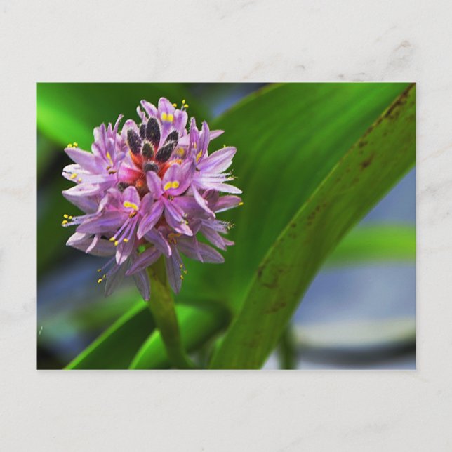 Carte Postale Fleur d'étang (Devant)