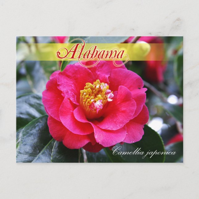 Carte Postale Fleur d'État de l'Alabama - Camellia (Devant)
