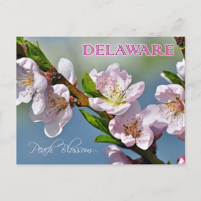 Carte Postale Fleur d'État du Delaware : Fleur de pêche (Devant)