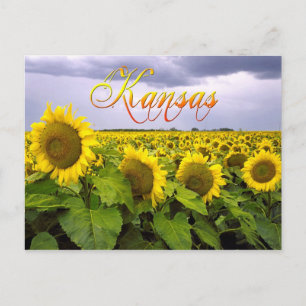 Carte Postale Fleur d'État du Kansas - Tournesol