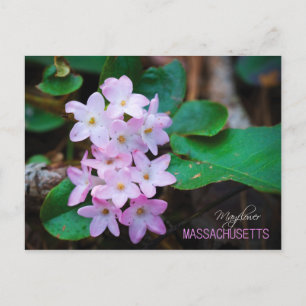 Carte Postale Fleur d'État du Massachusetts : Mayfé