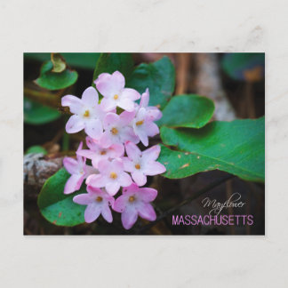 Carte Postale Fleur d'État du Massachusetts : Mayfé