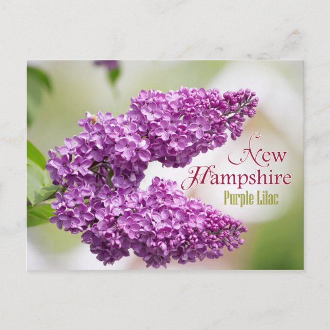 Carte Postale Fleur d'État du New Hampshire : Lilac pourpre (Devant)