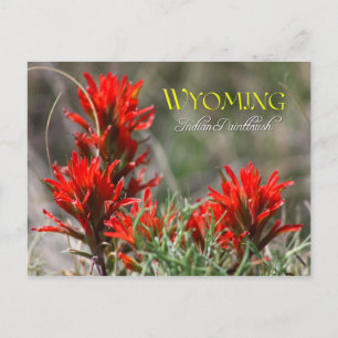 Carte Postale Fleur d'État du Wyoming : Pinceau indien