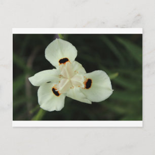 Carte Postale Fleur d'été jaune