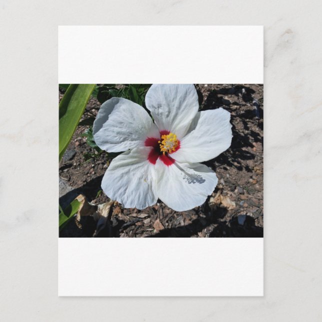 Carte Postale Fleur d'Hibiscus (Devant)