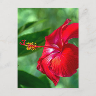 Carte Postale Fleur d'Hibiscus