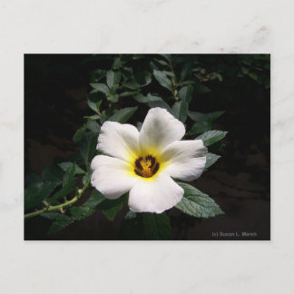Carte Postale Fleur d'hibiscus blanc centre rouge arrière - plan
