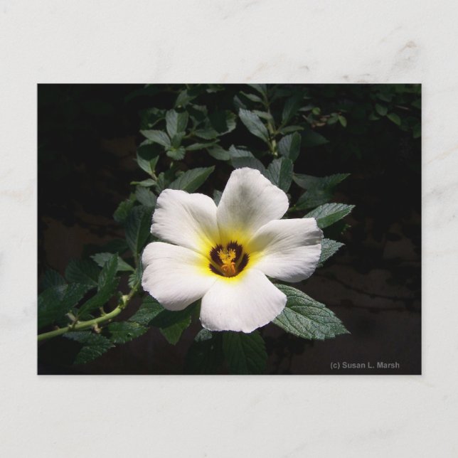 Carte Postale Fleur d'hibiscus blanc centre rouge arrière - plan (Devant)