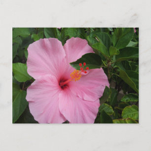 Carte Postale Fleur d'Hibiscus d'Hawaii