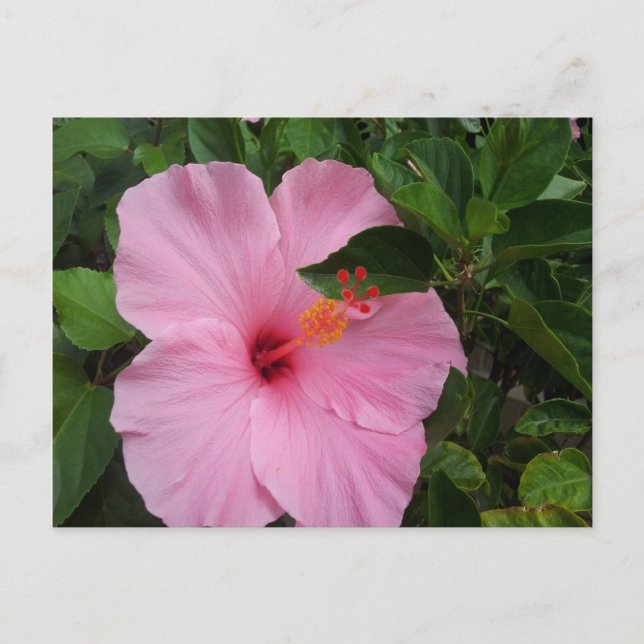Carte Postale Fleur d'Hibiscus d'Hawaii (Devant)