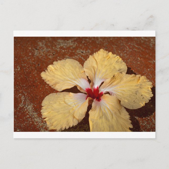 Carte Postale Fleur d'hibiscus jaune simple (Devant)