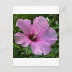 Carte Postale Fleur d'Hibiscus Rose de Près