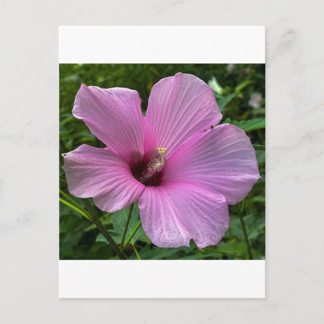 Carte Postale Fleur d'Hibiscus Rose de Près (Devant)