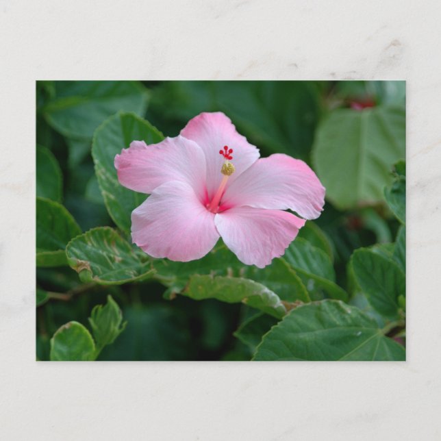Carte Postale Fleur d'Hibiscus Rose Vibrant (Devant)