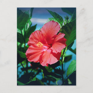 Carte Postale Fleur d'Hibiscus rouge
