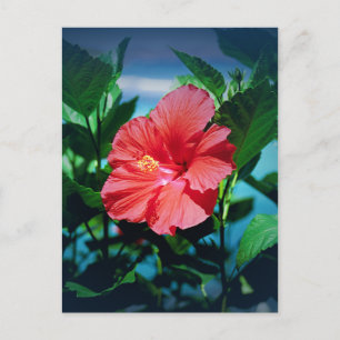 Carte Postale Fleur d'Hibiscus rouge