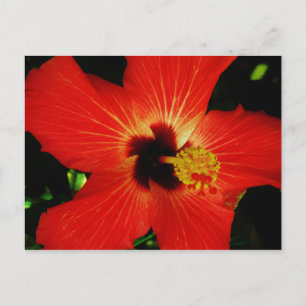 Carte Postale Fleur d'Hibiscus rouge-orange