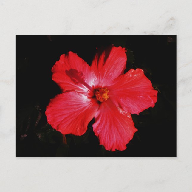 Carte Postale Fleur d'Hibiscus rouge rose chaud sur noir (Devant)