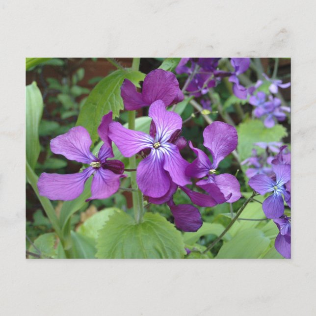 Carte Postale Fleur d'honnêteté violette (Devant)