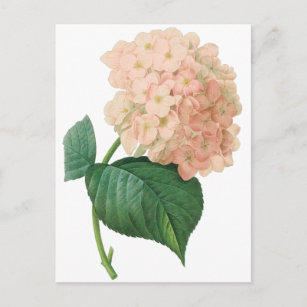 Carte Postale Fleur d'Hortensia rose vintage par Redoute