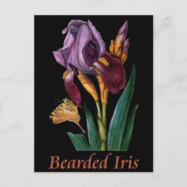 Carte Postale Fleur d'Iris (Devant)
